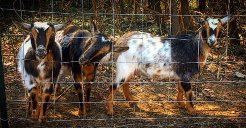 Animals in Transit (Short Journeys) - Goats
