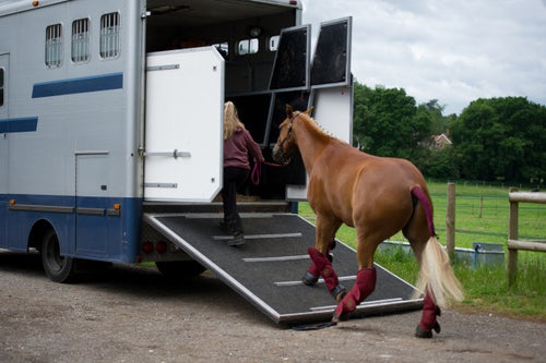 Animals in Transit (Short Journeys) - Horses